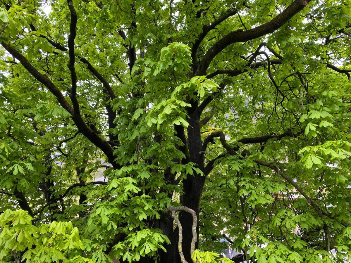 Green Corner Of Bovec - Apartment โบเว็ก ภายนอก รูปภาพ